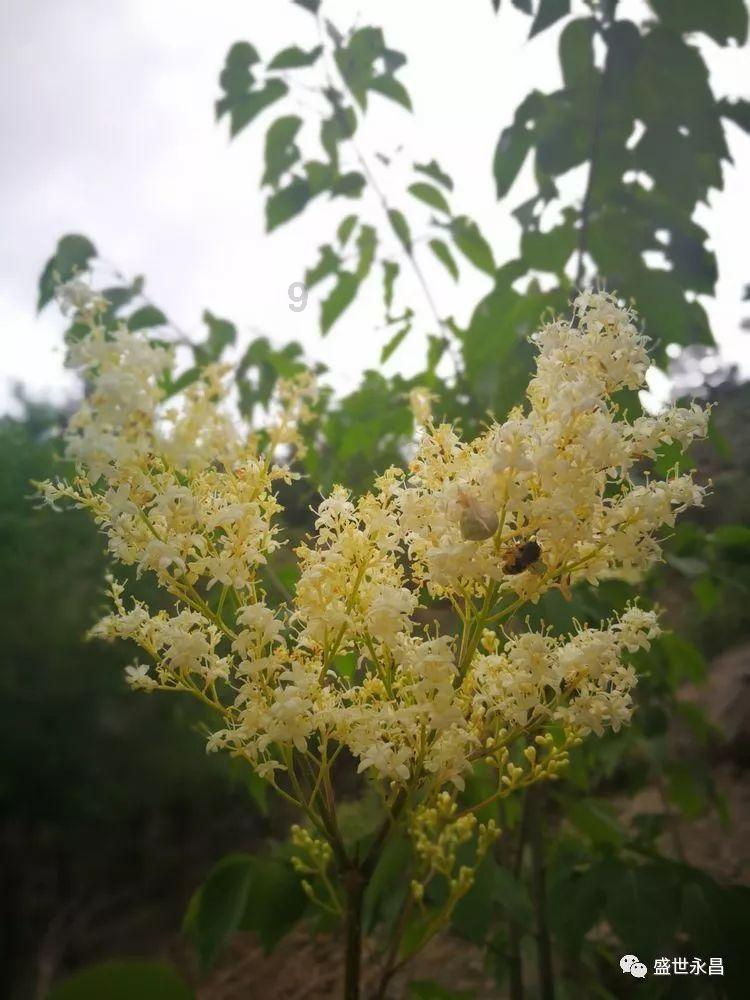 永恒之柱2