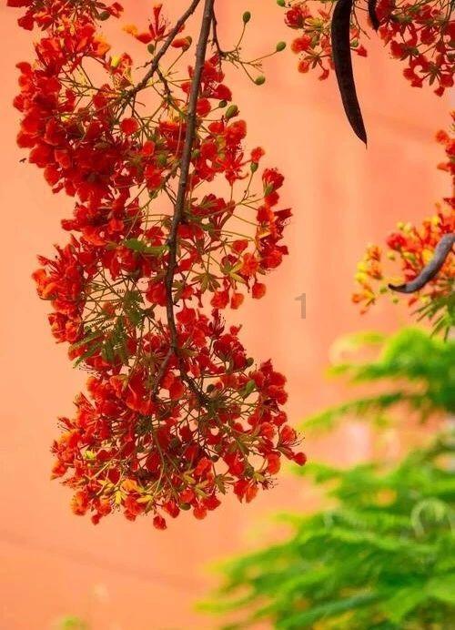 测试你的桃花运